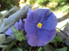 Blue pansy with yellow center