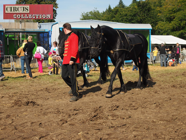 chevaux harnachés 