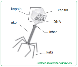 struktur-virus