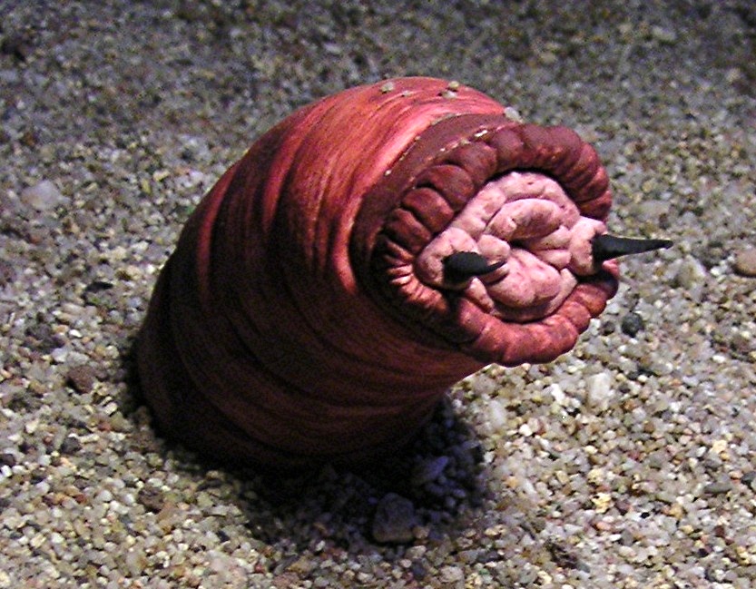 ShukerNature: THE MONGOLIAN DEATH WORM – A SHOCKING SURPRISE IN THE GOBI?