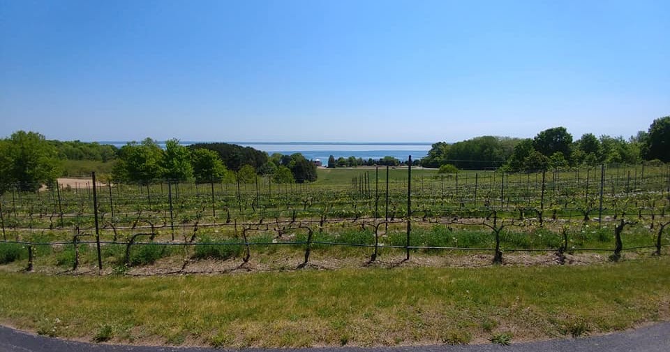 Review 2 Lads Winery, Traverse City