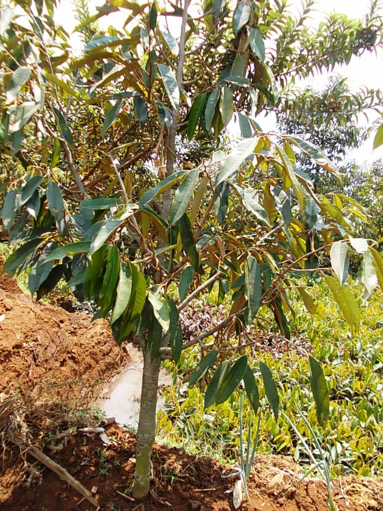 PD Mekar Tani Abadi Durian Montong Umur 4 Tahun Sudah Berbuah