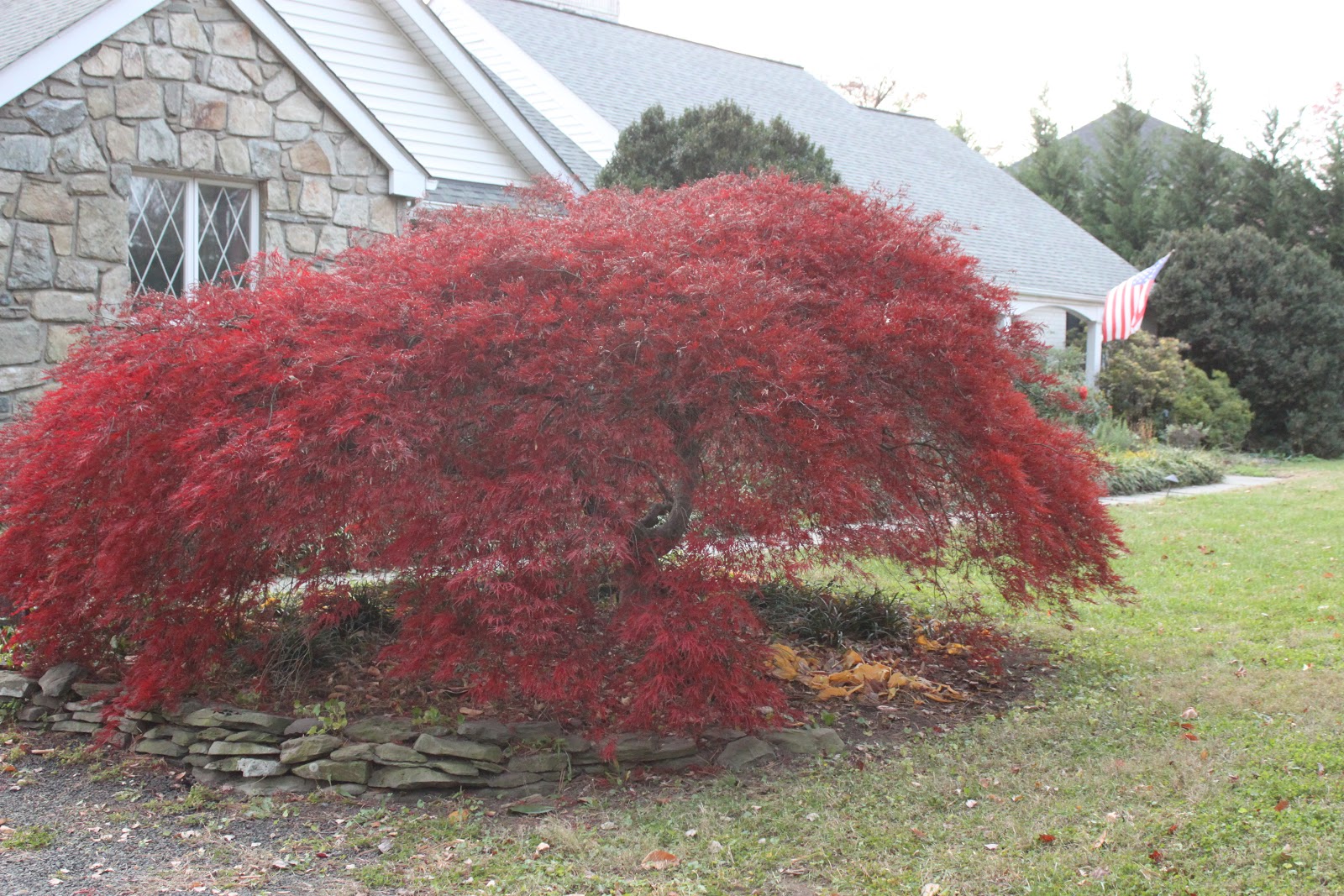 pat-s-addition-red-maple