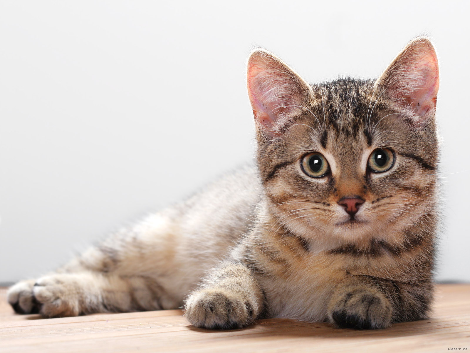 Cat Facts And Photos Images The Wildlife