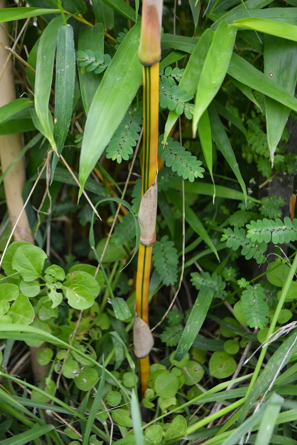 Bambusa Vulgaris Vittata- nace amarilla y con franjas verdes