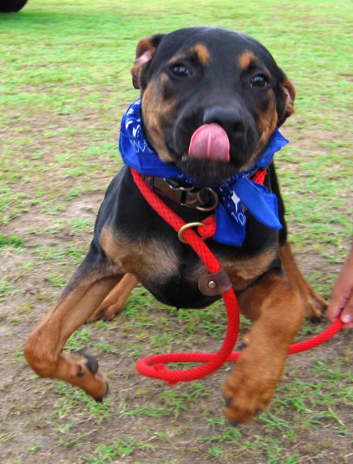 Richmond Animal Care and Control A Uplifting Tale of Loss, Sickness