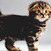 Cat Body-type Mutation - Mutated Cat