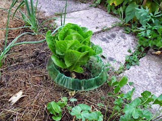 Salat im Schneckenring (C) by Joachim Wenk Salat im Schneckenring (C) by Joachim Wenk