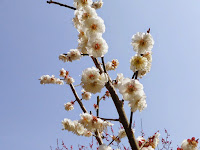 枚方市・山田池公園の梅林