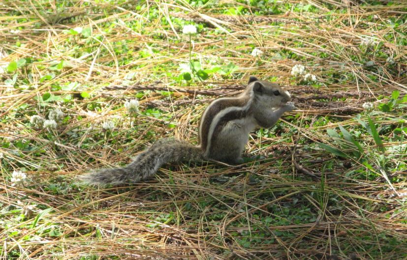 Naar Nepal 12 april kloosters en Nepalees Oud & Nieuw