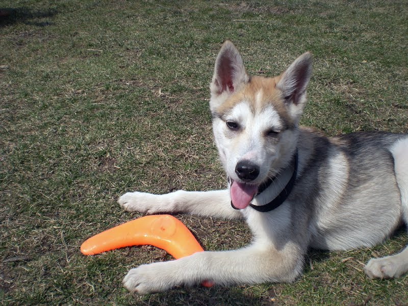 Boss Dog Food Reviews Boss Dog Food Reviews