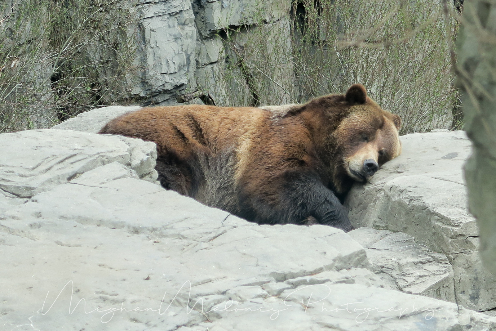 grizzly bear shields blogspot grizzly bear shields blogspot