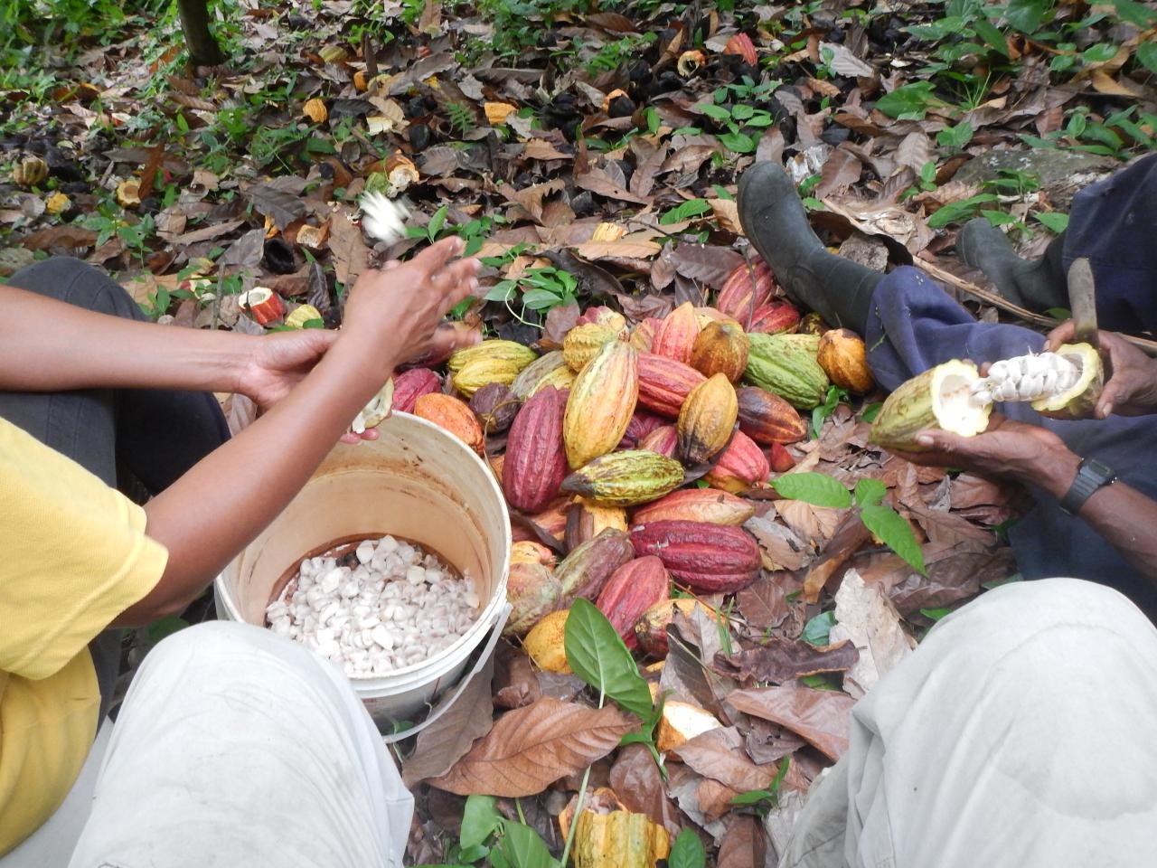 Cocoa Processing in Grenada