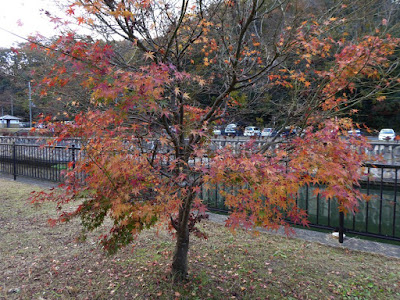 磐船神社周辺ウォーキング　カエデの紅葉