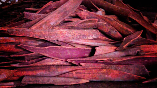 Kulit Kayu Mesoyi Manfaat Kayu Mesoyi Untuk Kesehatan, Kandungan Kimia Cryptocarya Massoy (Oken) Kosterm
