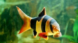 10 Ikan Hias Air Tawar Aquarium Terindah Dan Penuh Warna Jejaksemut