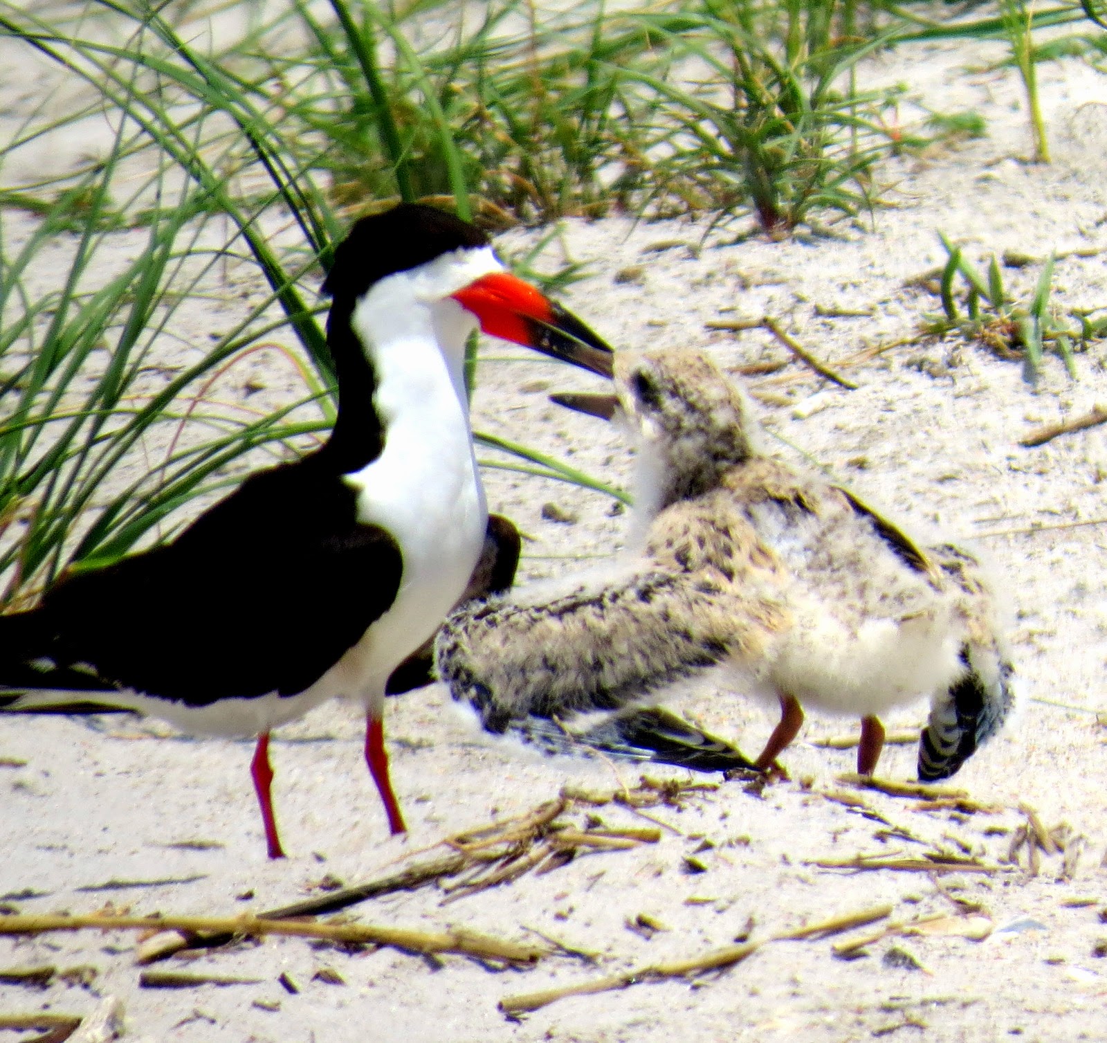 Wrightsville Beach Bird Stewards: Shorebird Nesting Season Comes to a Close
