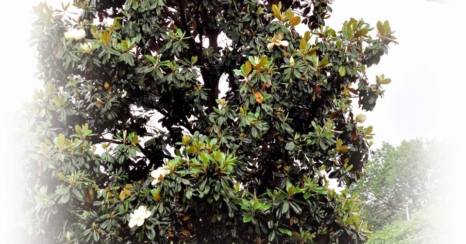 The Southern and Saucer Magnolias Rose Garden Market