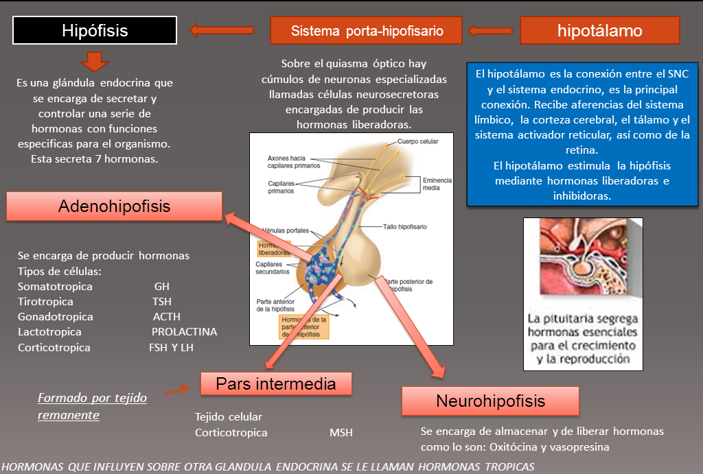 Fisiologia UAS de Gilfredo Enrique Castro Alcantar : HIPOFISIS: La