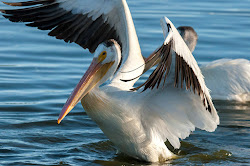 pelican heaviest flying birds pelicans juvenile quickly mature american knob bill