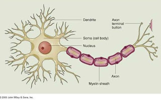 brain neuron connections