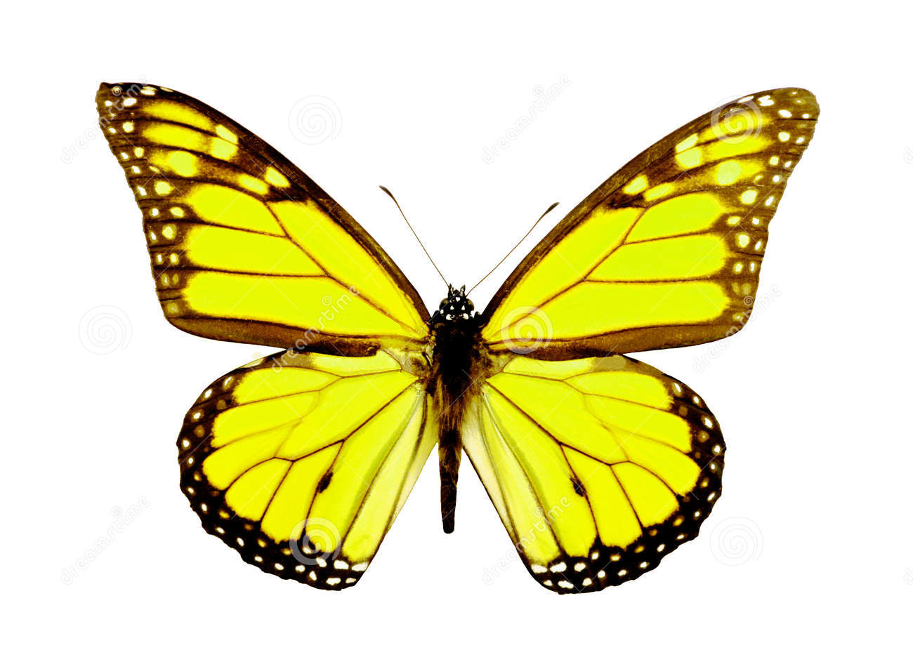 hewan lucu 2020 animasi bergerak kupu kupu terbang  Images