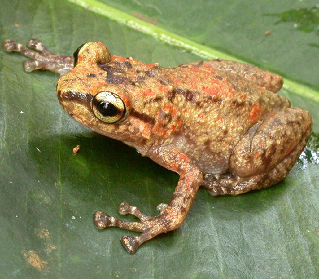 Species New to Science [Herpetology • 2016] Ten New Species of