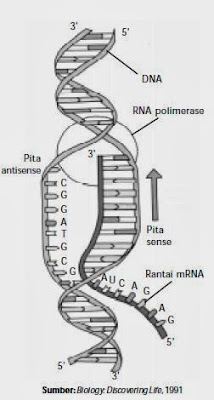 Proses pembentukan mRNA atau transkripsi. Proses pembentukan mRNA atau transkripsi.