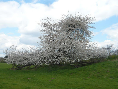Ein großer Baum voller weißer Blüten