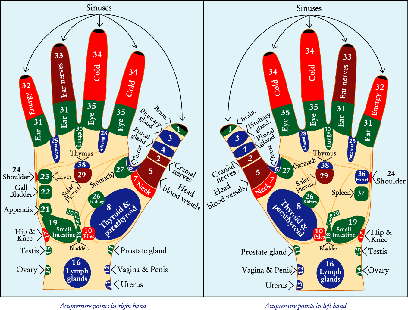 Acupressure Points On Hands Chart