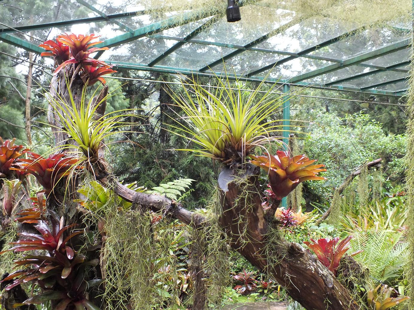 Alternative Eden Exotic Garden: Beautiful Bromeliads
