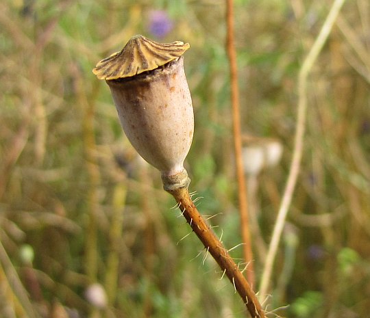 Torebka (zwana popularnie makówką) z nasionami maku polnego.