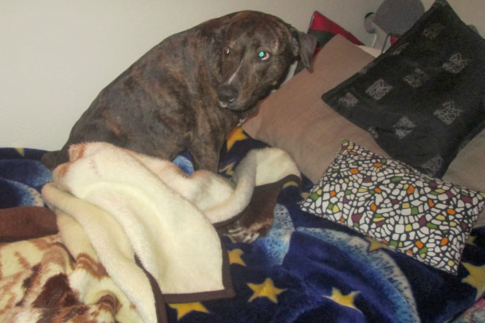 Vicky�s Modeblogg Kall hund P