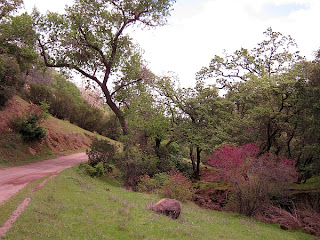 Pierce Canyon Falls Trail