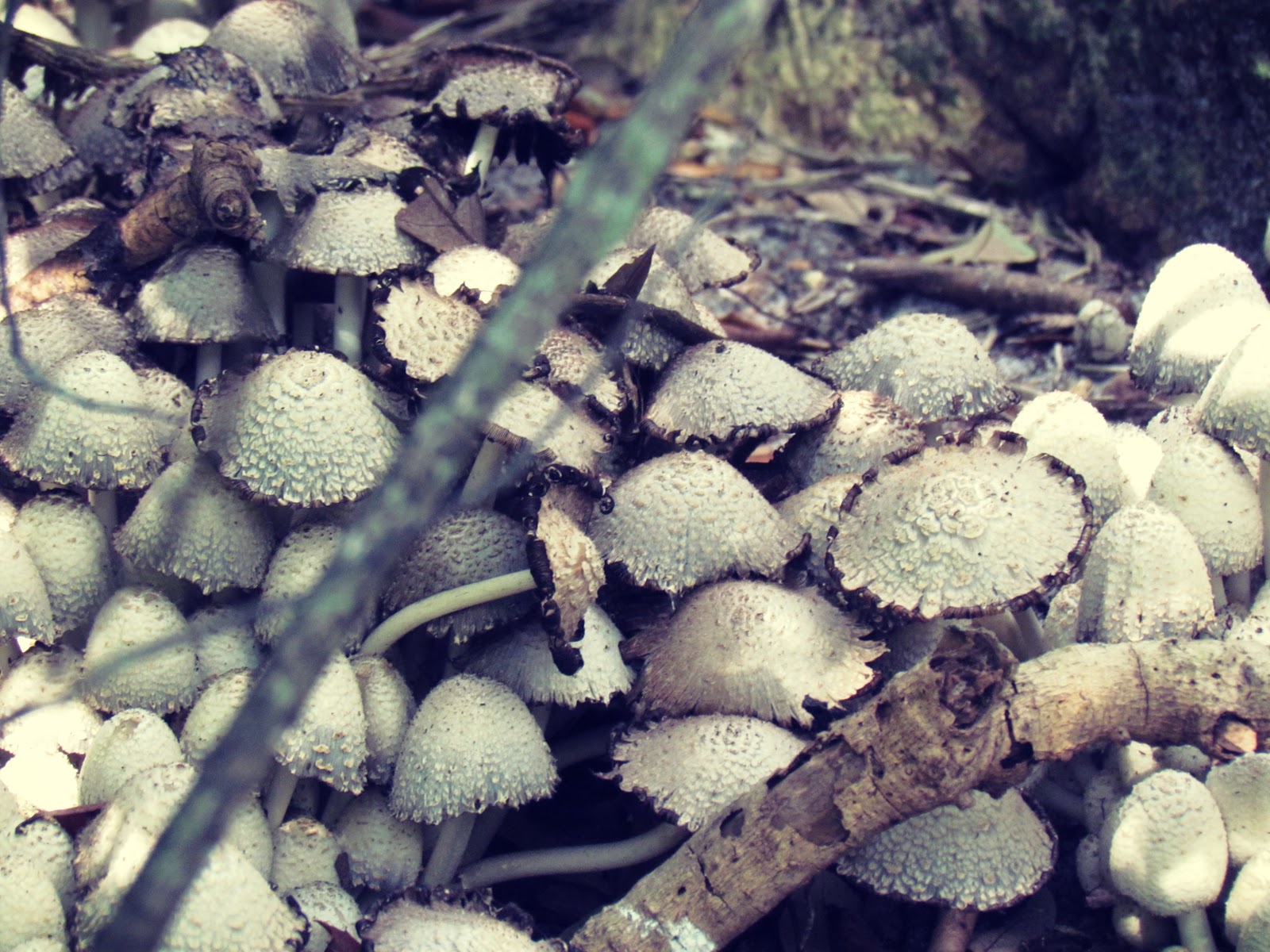 Mushrooms and Fairy Rings