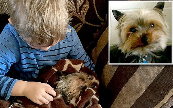 Warnzeichen ein Hund liegt im Sterben Baby hunde