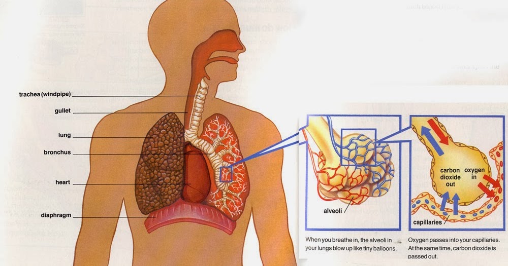 Respiratory System For Kids - How do we breathe? - Ency123