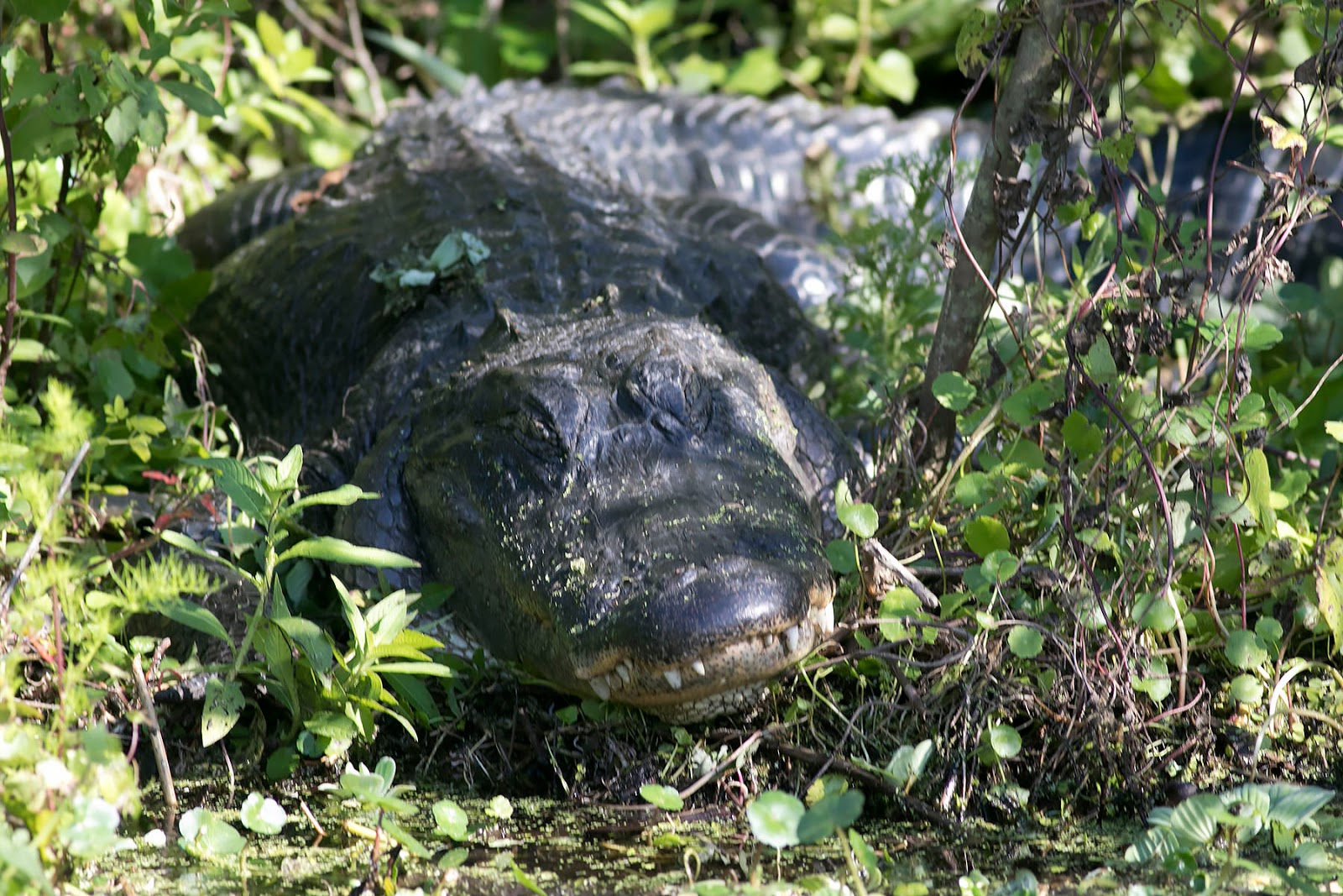 Ann Brokelman Photography Gators and her babies in Florida
