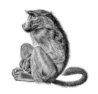 digital monkey download monkey baboon image illustration download