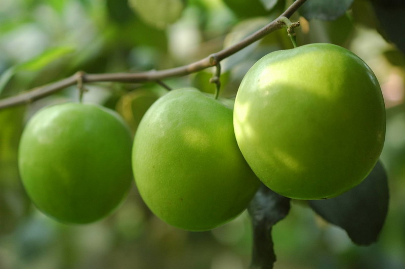 Health Disease And Genetics Ber Nutrient dense Fruit health-disease-and-genetics-ber-nutrient-dense-fruit