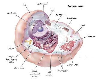 الخلية الحيوانية