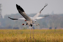sarus bird flying crane tallest wing span height worlds birding trails