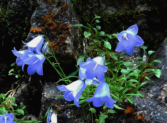 Dzwonek drobny (Campanula cochleariifolia Lam.).