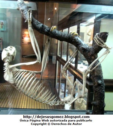 Esqueleto de perezoso Foto al esqueleto de perezoso en el Museo de Historia Natural por Jesus Gómez