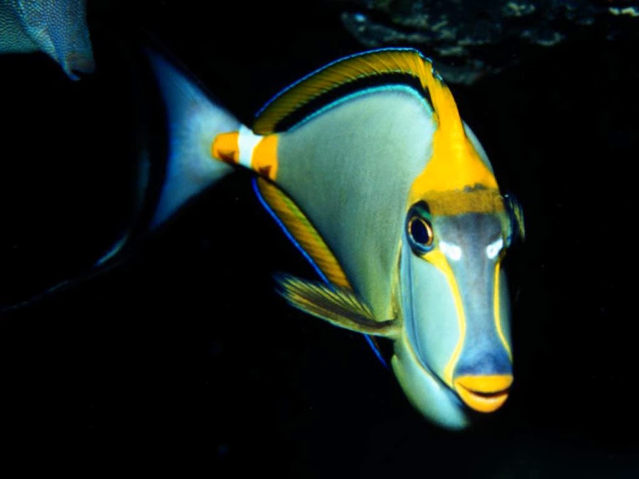 Combinar colores moda