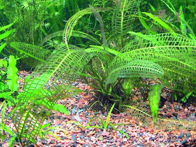 Aponogeton Madagascariensis Aponogeton Madagascariensis
