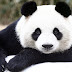 Panda Hayvanı Hakkında Bilgi