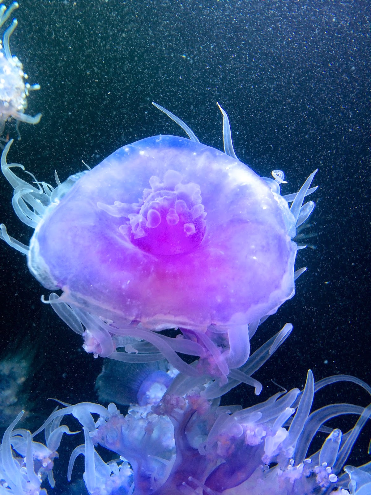 Jellyfish at the Monterey Bay Aquarium and World Oceans Day