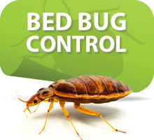 Bed Bug Exterminator Oakland Bed Bug Exterminator Oakland