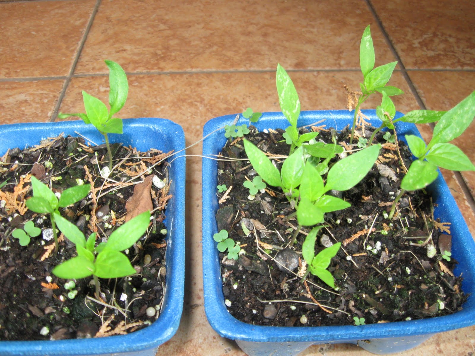 Growing Food in Florida How to replant pepper seedlings